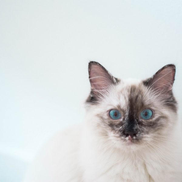 halanna-halila-557324-unsplash