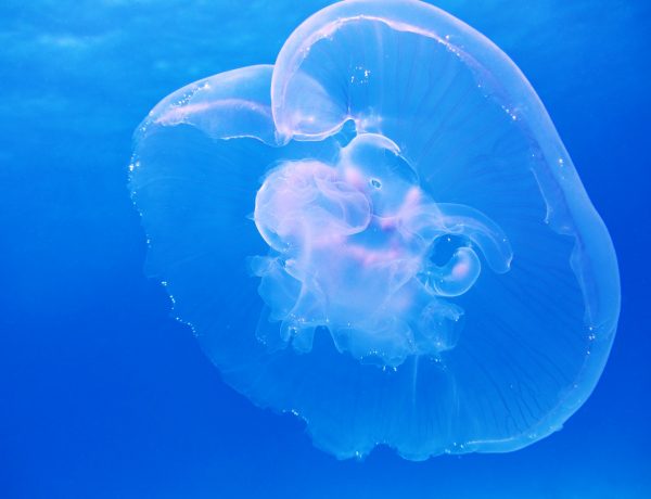 moon-jellyfish-aurelia-aurita-schirmqualle-66321
